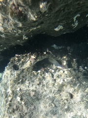 Ophioblennius atlanticus