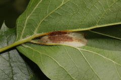 Phyllonorycter platani