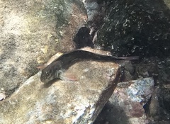 Ophioblennius atlanticus