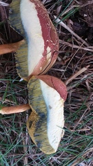 Boletus subfraternus