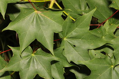 Acer pictum
