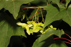 Acer pictum