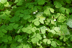 Oxalis trilliifolia