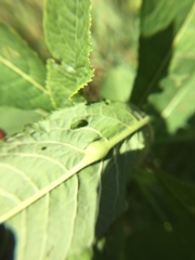 Neolasioptera vernoniae