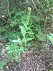 Stachys pilosa