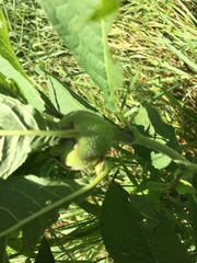 Neolasioptera vernoniae