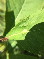 Neolasioptera vernoniae