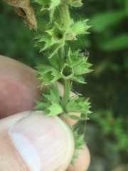 Stachys pilosa