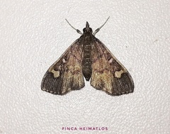 Deuterophysa