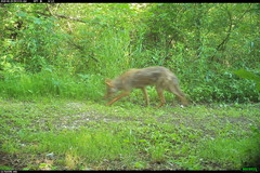 Canis latrans thamnos