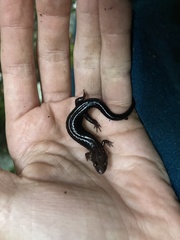 Plethodontinae