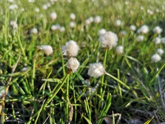 Eriophorum scheuchzeri