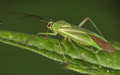 Calocoris alpestris