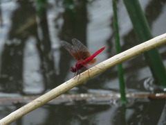Brachythemis lacustris