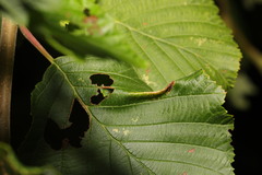Phyllonorycter stettinensis