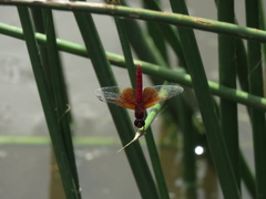 Brachythemis lacustris