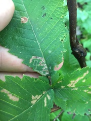 Stigmella apicialbella