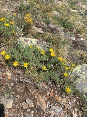 Heterotheca pumila