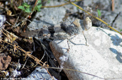 Trimerotropis saxatilis