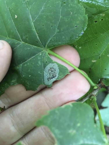 Basswood Round-blotch Miner Moth