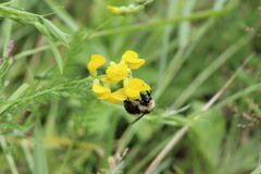 Bombus distinguendus