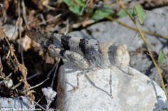 Trimerotropis saxatilis