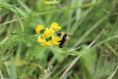 Bombus distinguendus