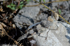 Trimerotropis saxatilis