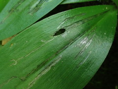 Phytosciara greylockensis