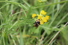 Bombus distinguendus