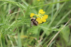 Bombus distinguendus