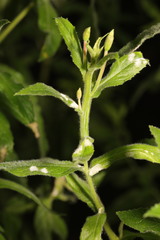 Podosphaera epilobii