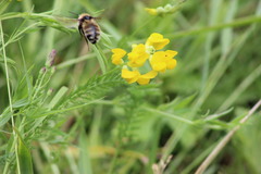 Bombus distinguendus