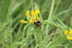 Bombus distinguendus