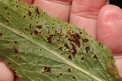 Puccinia pulverulenta