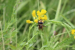 Bombus distinguendus