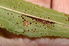 Puccinia pulverulenta