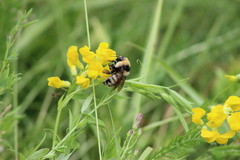 Bombus distinguendus