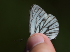 Pieris bryoniae