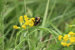 Bombus distinguendus