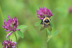 Bombus distinguendus
