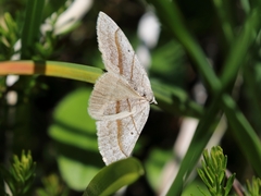 Scotopteryx