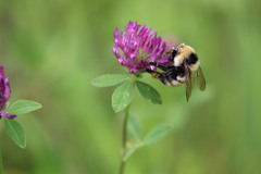 Bombus distinguendus