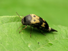 Glipa oculata