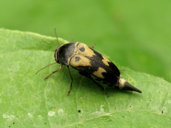 Glipa oculata