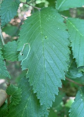Stigmella apicialbella