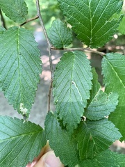 Stigmella apicialbella