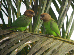 Poicephalus cryptoxanthus tanganyikae