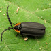 Black Firefly - Photo (c) Katja Schulz, some rights reserved (CC BY)