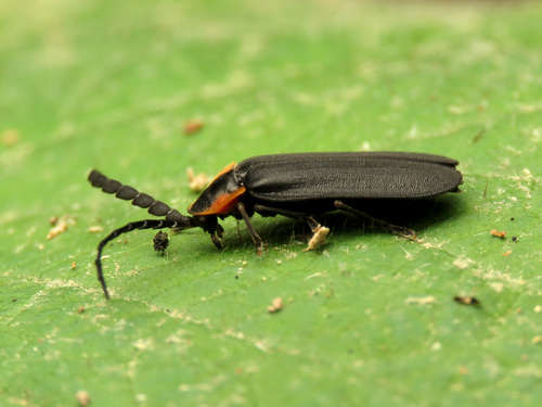 Black Firefly photo 4
